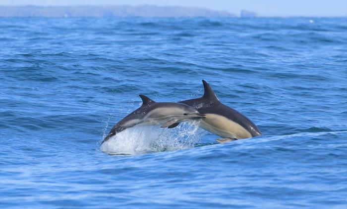 Dolphins